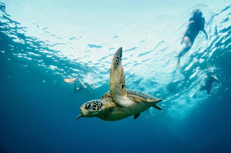 From Lembongan: 1-Day Nusa Penida Snorkeling + Private Boat - Transportation and Equipment