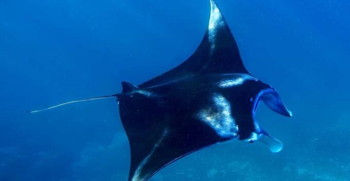 From Lembongan: 1-Day Nusa Penida Snorkeling + Private Boat - Age and Health Considerations
