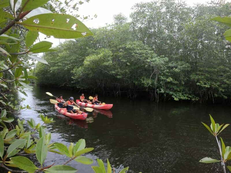 From Lembongan: Kayak/Paddleboard/Boat Mangrove Tour - Who Will Love This?
