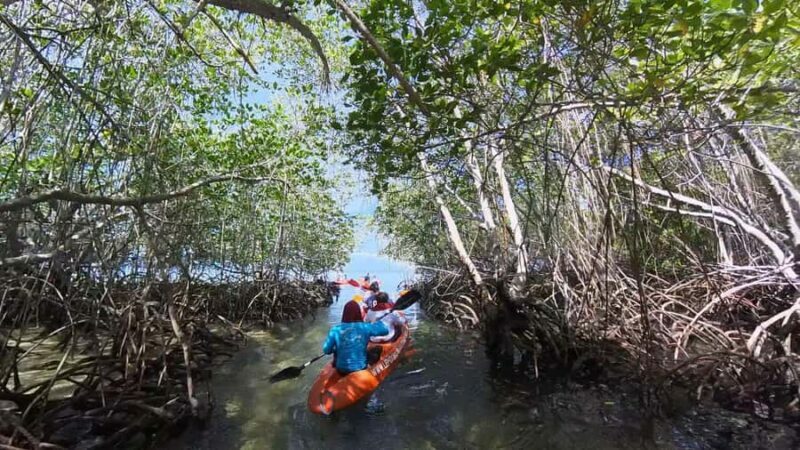 From Lembongan: Kayak/Paddleboard/Boat Mangrove Tour - Practical Details and Tips