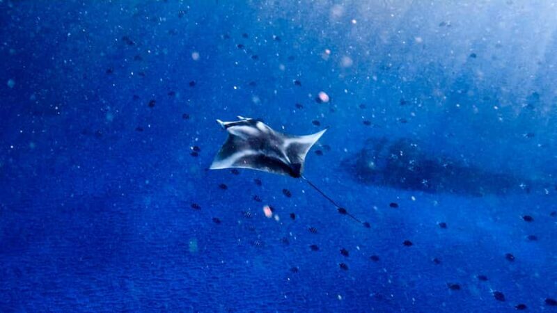 From Lembongan: Manta Point Snorkeling & West Penida Tour - Introduction