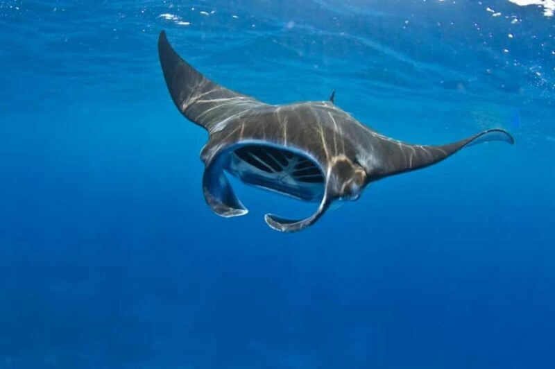From Lembongan: Manta Point Snorkeling & West Penida Tour - Key Points
