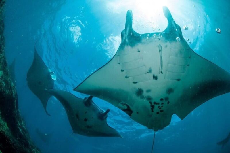 From Lembongan: Nusa Penida Private Boat Snorkeling 4 Spots - Itinerary Highlights