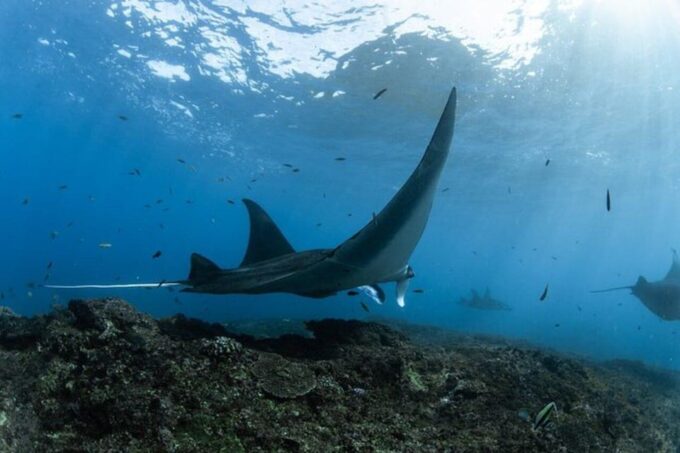 From Lembongan: Nusa Penida Private Boat Snorkeling 4 Spots - Frequently Asked Questions