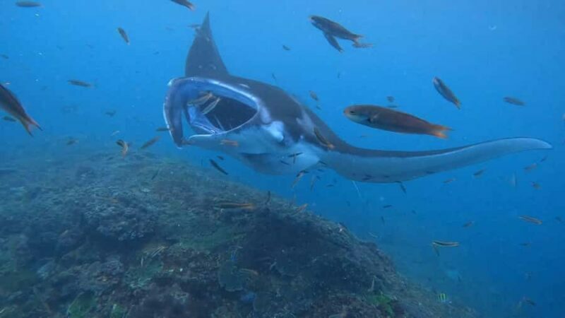From Lembongan: Nusa Penida Private Snorkeling & West Tour - Key Points