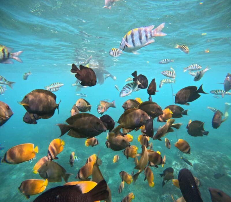 From Lembongan: Nusa Penida Private Snorkeling & West Tour - A Deep Dive Into the Experience