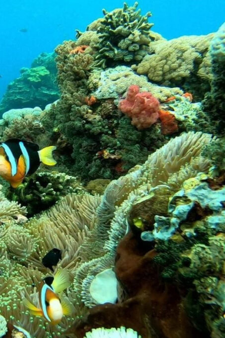 From Lembongan: Private West Penida Tour and Snorkeling - Crystal Bay Snorkeling