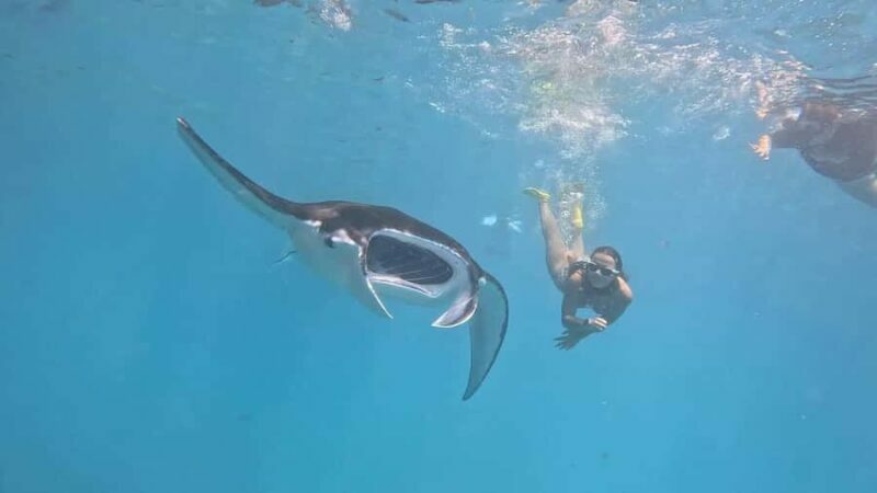 From Lembongan: Snorkeling 3 Spots, Mangrove and Land Tour - Snorkeling at Manta Bay, Crystal Bay, and Gamat Bay