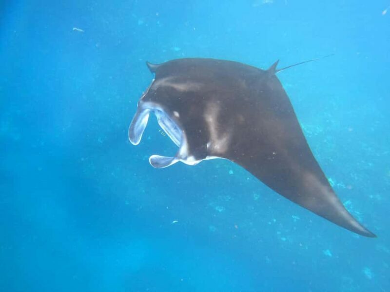 From Lembongan: Snorkeling 3 Spots, Mangrove and Land Tour - Logistics and Practicalities