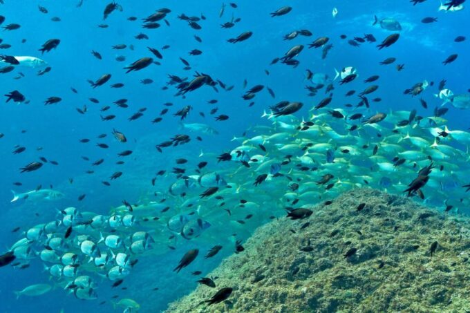 From L'Estartit: Snorkeling Trip to the Medes Islands - Customer Feedback and Ratings