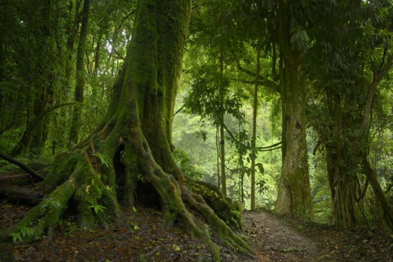 From Leticia: Wild Amazonas Adventure 4-Day Tour - Inclusions