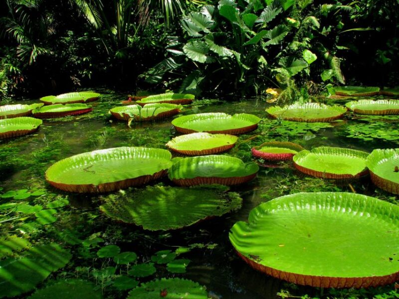 From Leticia: Wild Amazonas Adventure 4-Day Tour - Inclusions