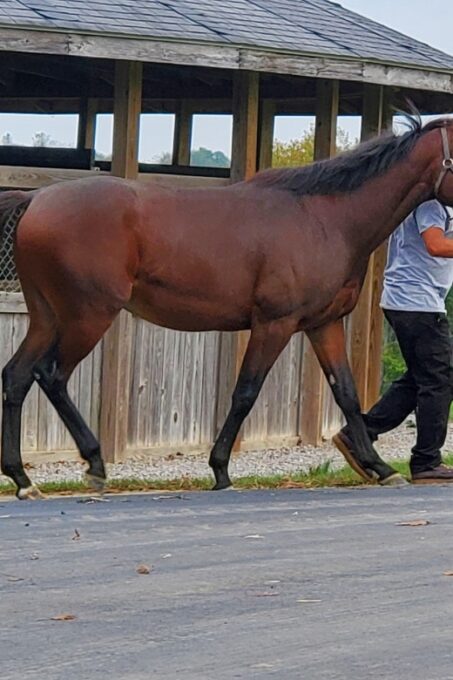 From Lexington: Kentucky Horse Farms Tour - Horse Culture Immersion