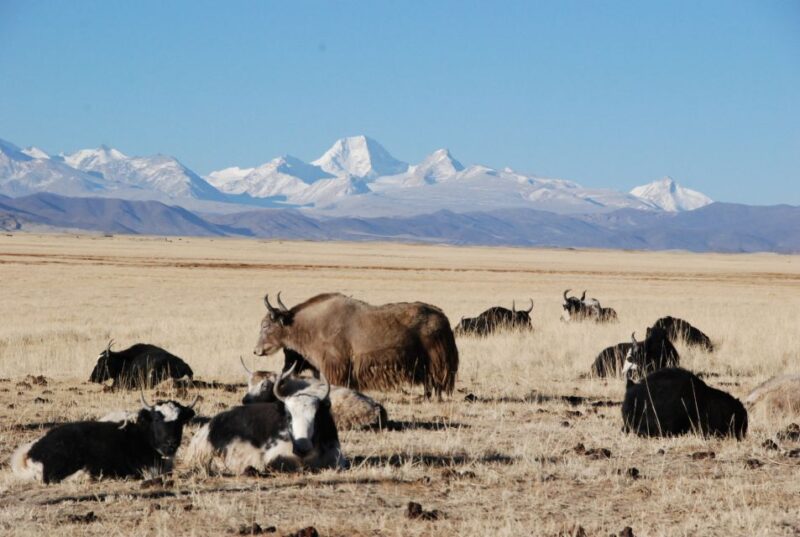 From Lhasa: 14-DAY Tour With 3-Day Trek Around Mount Everest - Itinerary Highlights