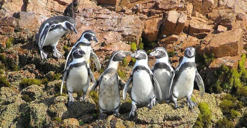 From Lima: 1-day Ica Paracas Excursion + Vineyards and Buggy - Key Points