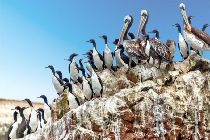 From Lima: 1-day Ica Paracas Excursion + Vineyards and Buggy - Vineyard Tour and Tastings