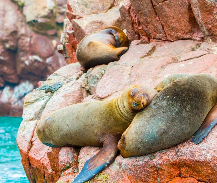 From Lima: 3-Day Paracas, Huacachina, and Nazca Lines Tour - Important Information