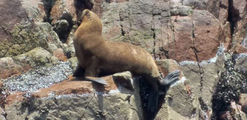 From Lima: Ballestas Island and Paracas Reserve Private Tour - Itinerary and Experience