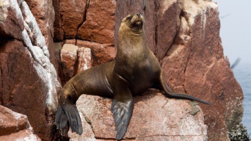From Lima | Ballestas Islands and Huacachina Tour - Included Services