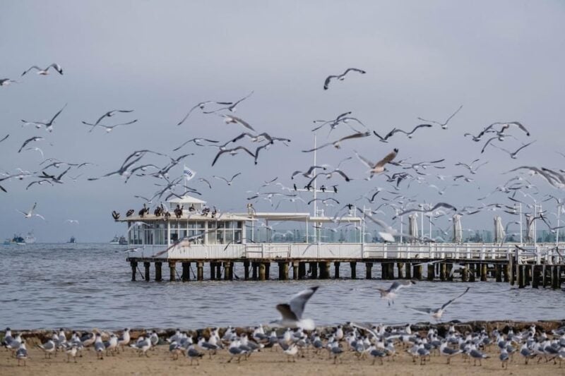 From Lima: Ballestas Islands, Caravedo Vineyard, Huacachina - Adventure Activities