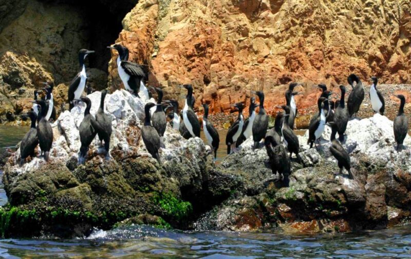 From Lima: Ballestas Islands & Huacachina Oasis & Buggy Tour - Pickup Locations