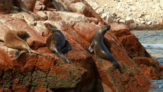 From Lima: Ballestas Islands, Nazca Line and Ica Tour 1 Day - Frequently Asked Questions