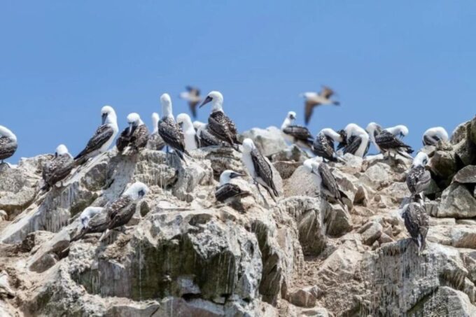 From Lima: Day Trip to Paracas, Ica and Oasis Huacachina - Frequently Asked Questions