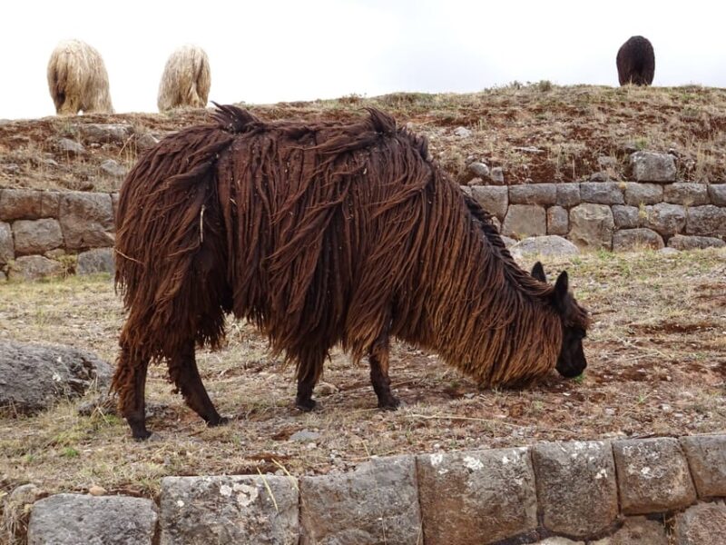 From Lima: Fantastic Peru With Cusco and Puno 7days-6nights - Adventure in Nature