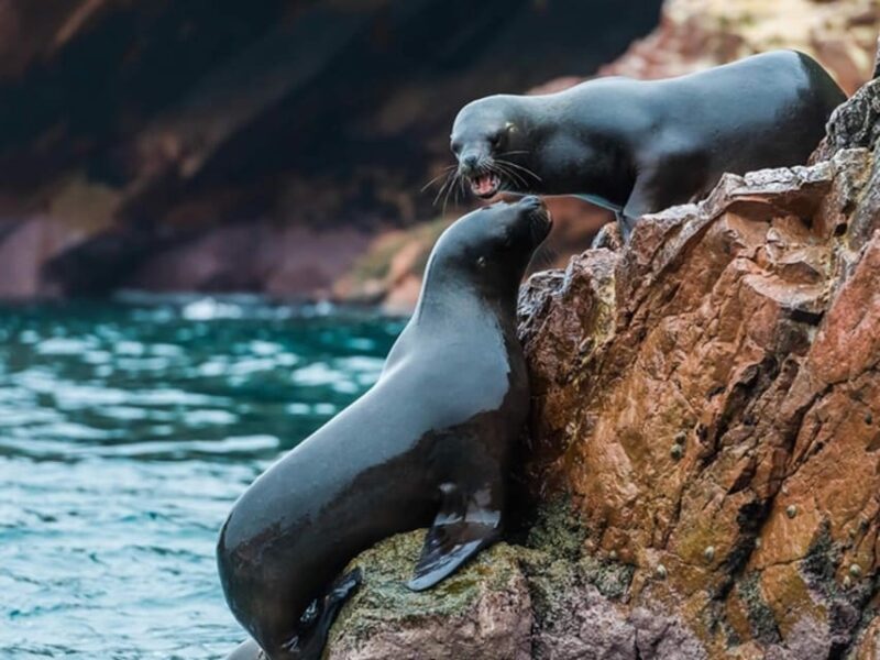 From Lima: Fantastic Peru With Machu Picchu 5 Days-4 Nights - Day 2: Ballestas Islands and Huacachina