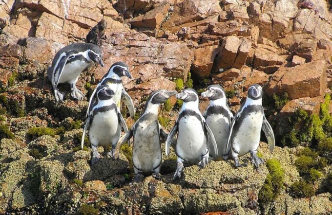 From Lima: Ica Paracas and Ballestas Islands Tour for 1 Day - Optional Activities and Experiences