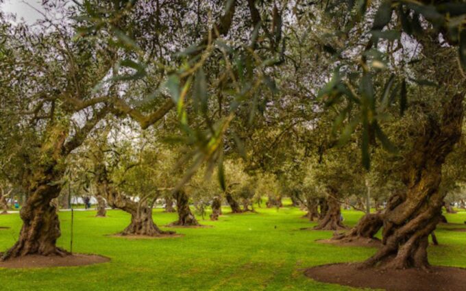 From Lima: Miraflores, Barranco & San Isidro Half-day Tour - Discovering San Isidros Historic Olive Park