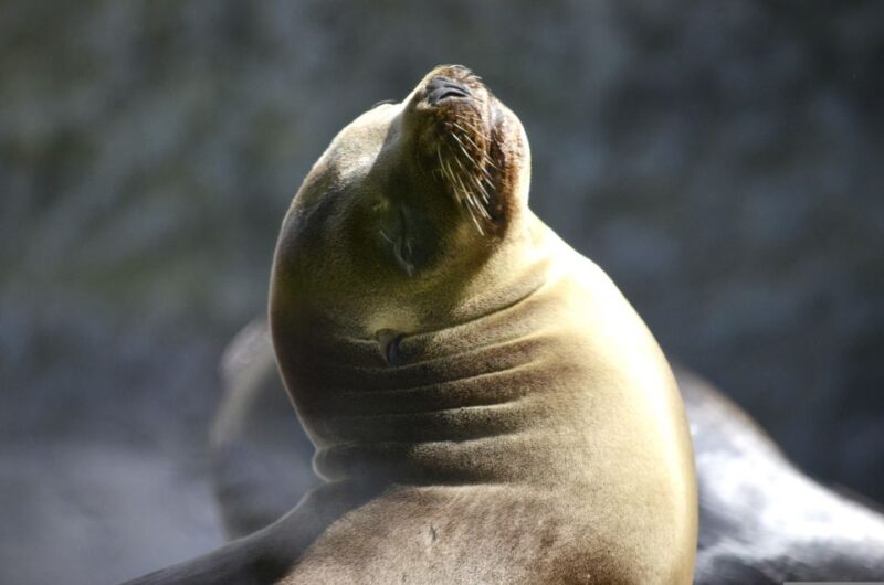 From Lima: Paracas and Huacachina Guided Desert Oasis Trip - Weather and Insurance Policies