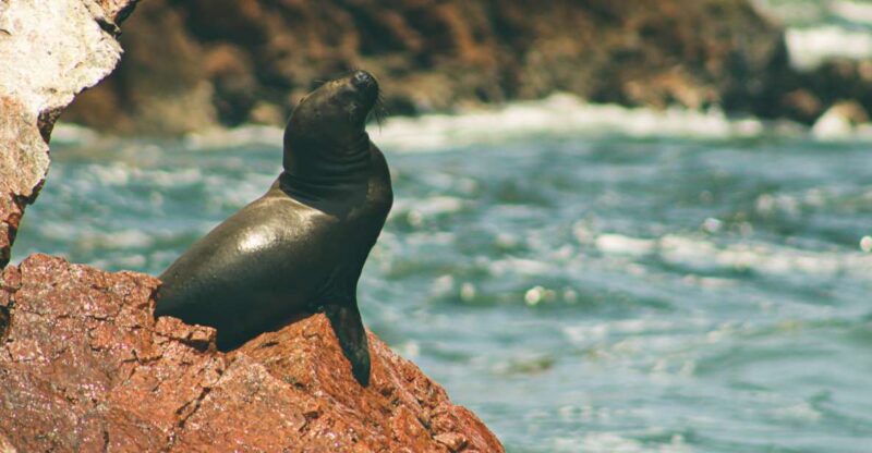From Lima: Paracas National Reserve Tour & Ballesta Islands - Wildlife and Scenic Highlights