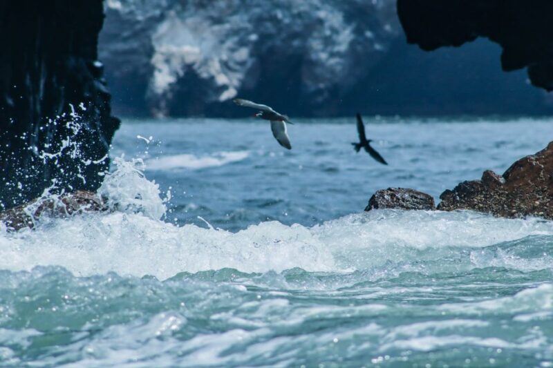 From Lima: Paracas National Reserve Tour & Ballesta Islands - Pickup and Drop-off Locations