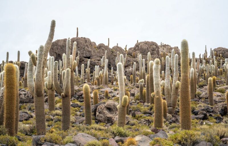 From Lima-Peru: Uyuni Salt Flat 4 Days 3 Nights - Highlights