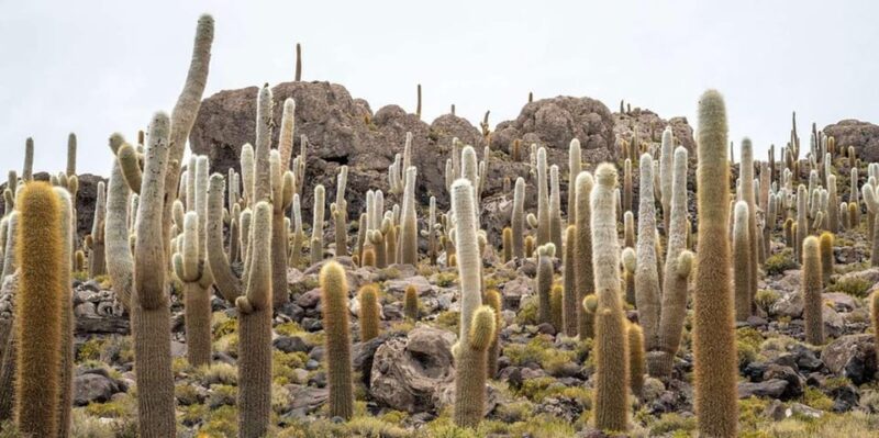 From Lima, Peru: Uyuni Salt Flat 4 Days 3 Nights - Inclusions