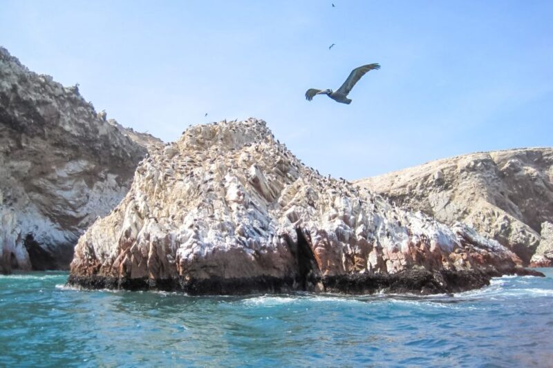 From Lima: Tour to Paracas, Ica and Huacachina - Paracas