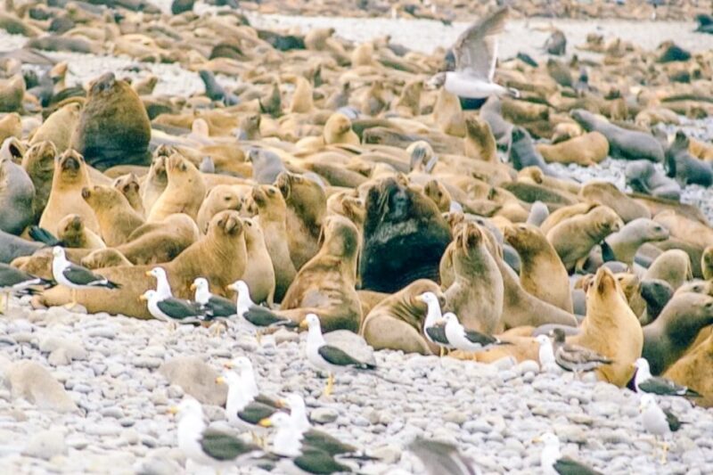 From Lima: Tour to Paracas, Ica and Huacachina - Frequently Asked Questions