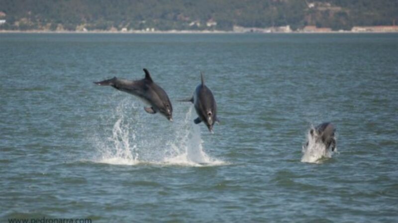 From Lisbon: Arrabida Natural Park Private Full-Day Tour - Transportation and Logistics