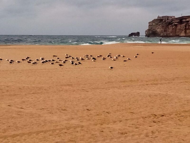 From Lisbon: Nazare and Sintra Private Tour - Comfort and Guidance