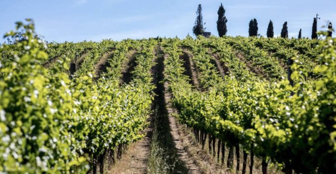 From Lisbon: Palmela Wine Tasting Tour With Snacks - Important Information