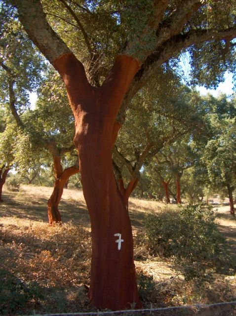 From Lisbon: Private 9-Hour Tour of Évora and Estremoz - Customer Experience and Reviews