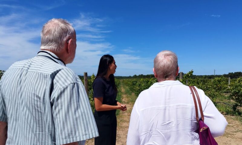 From Lisbon: Setúbal & Arrábida Wine Tour With Lunch - Itinerary Highlights