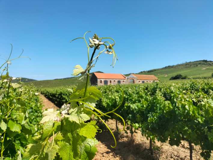 From Lisbon: Tour to Óbidos, Mafra & 3 Wineries 15 Tastings - Key Points
