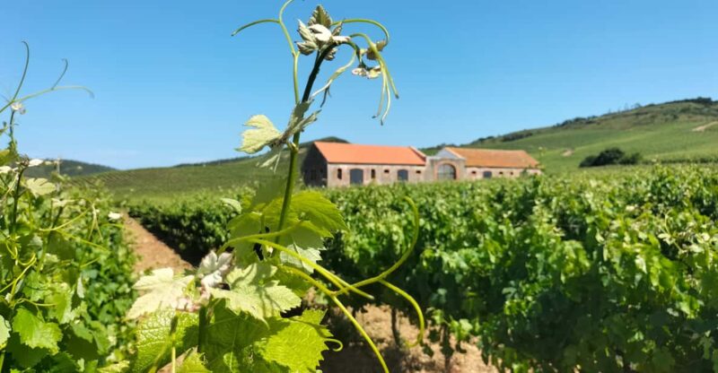 From Lisbon: Tour to Óbidos, Mafra & 3 Wineries 15 Tastings - Wine Tastings and Culinary Experience