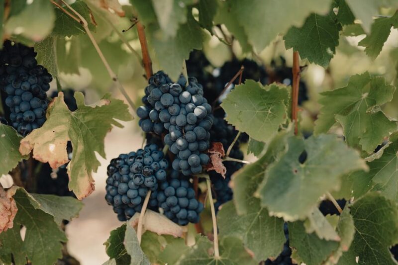 From Lisbon: Tour to Óbidos, Mafra & 3 Wineries 15 Tastings - Landmarks and Guided Tours