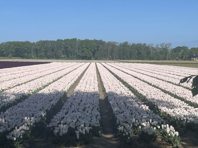 From Lisse: Flower Bike Tour Along Keukenhof and Flowerfarm - Itinerary and Highlights