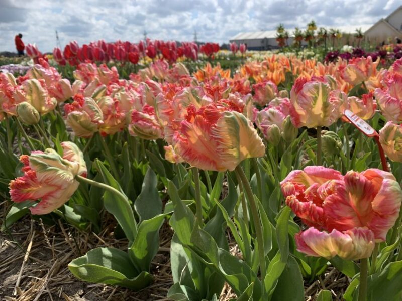 From Lisse: Flower Bike Tour Along Keukenhof and Flowerfarm - Meeting Point and Directions