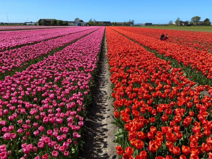 From Lisse: Flower Bike Tour Along Keukenhof and Flowerfarm - Cancellation and Payment