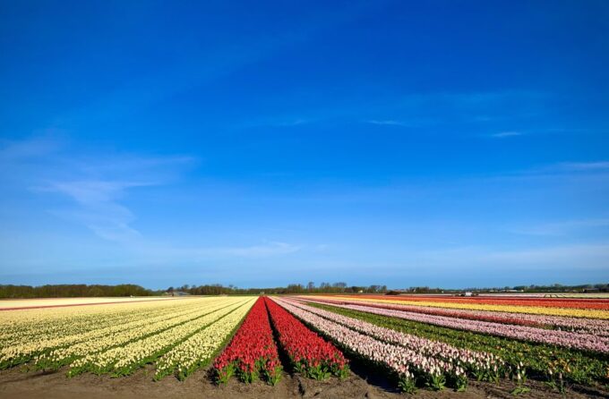 From Lisse: Flower Bike Tour Along Keukenhof and Flowerfarm - Availability and Booking